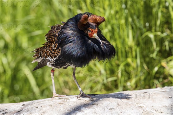 A bird with brown and black feathers balances on a stone in the meadow, ruff (Calidris pugnax, Syn