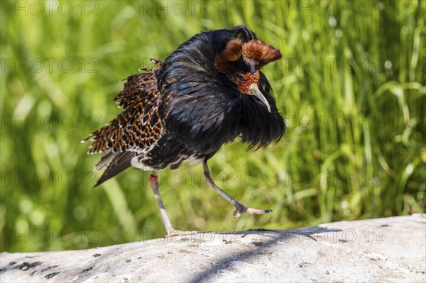A bird with brown and black feathers balances on a stone in the meadow, ruff (Calidris pugnax, Syn