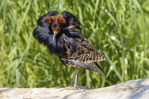 A bird with brown and black feathers stands on a stone in the meadow, ruff (Calidris pugnax, syn.: