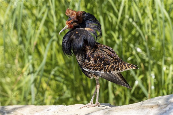 A bird with brown and black feathers stands on a stone in the meadow, ruff (Calidris pugnax, syn.: