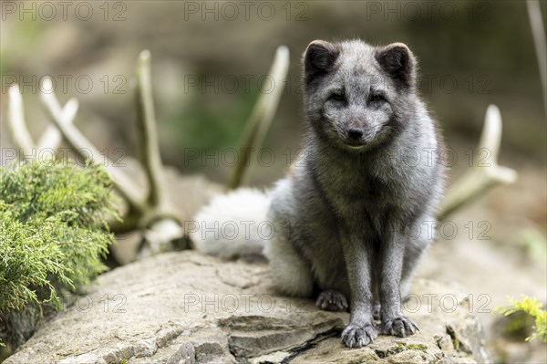 An arctic fox (Alopex lagopus)
