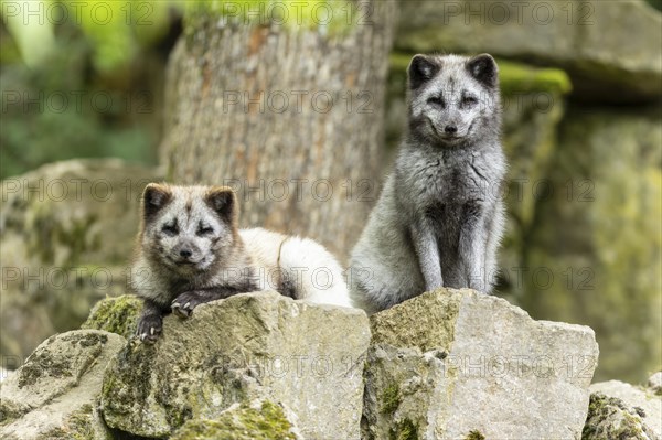 Two arctic foxes (Alopex lagopus)