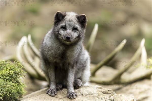 A sitting arctic fox (Alopex lagopus)