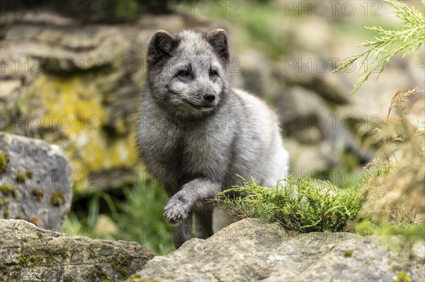 A fox walks vigilantly over moss-covered stones in a green environment, arctic fox (Alopex lagopus)