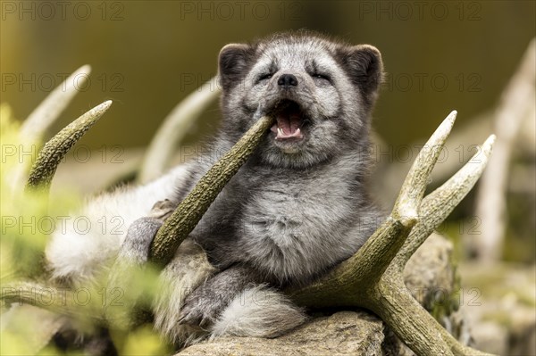 A fox looks like it is laughing while lying in antlers, arctic fox (Alopex lagopus)