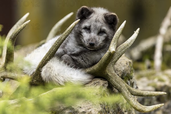 A fox lies relaxed in its antlers and enjoys the peaceful surroundings, arctic fox (Alopex lagopus)
