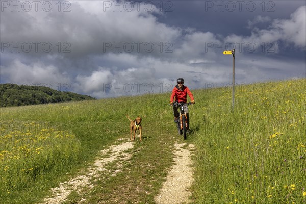 Mountain biker and traildog, Vizslar dog running next to bicycle in early summer on the Jura