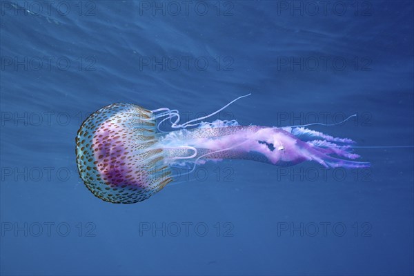 A mauve stinger (Pelagia noctiluca) floats in the clear sea water. Dive site Cap de Creus marine