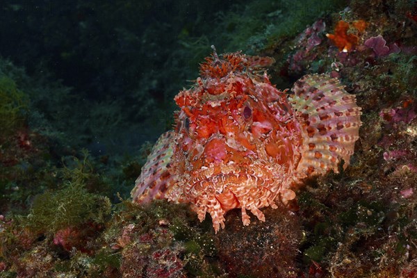 Portrait of red scorpionfish (Scorpaena scrofa), sea sow. Dive site Marine protected area Cap de