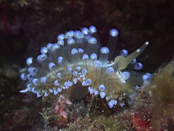 Blue glowing striped thick-billed slug (Janolus cristatus) in a dark underwater habitat. Dive site