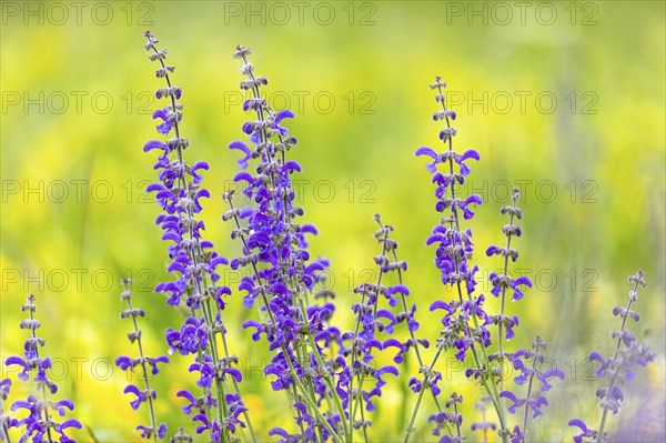 Meadow sage (Salvia pratensis), Lamiaceae, Bergsteig, Fridingen, Upper Danube Nature Park,