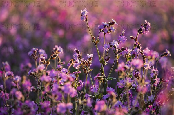 Red campion (Silene diocia) backlit, carnation family (Caryophyllaceae), Messkirch, Upper Danube