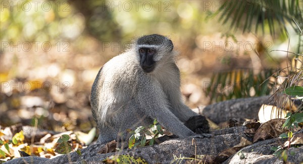 Vervet monkey (Chlorocebus pygerythrus) in Zimbabwe, close-up shot