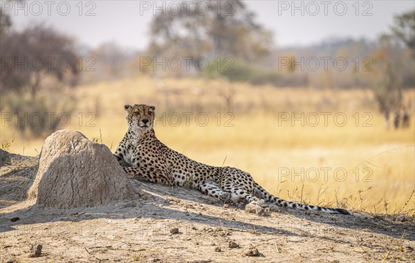 Relaxing Cheetah in the Kruger National Park, South Africa during winter season
