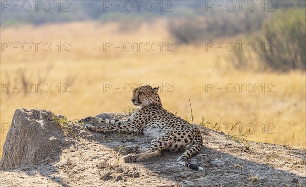 Relaxing Cheetah in the Kruger National Park, South Africa during winter season