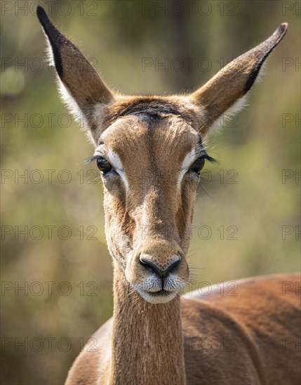 Female Impala (Aepyceros Melampus) portrait in Kruger National Park, South Africa, Africa