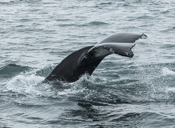 Whale Watching from a boat in Husavik, northern Iceland