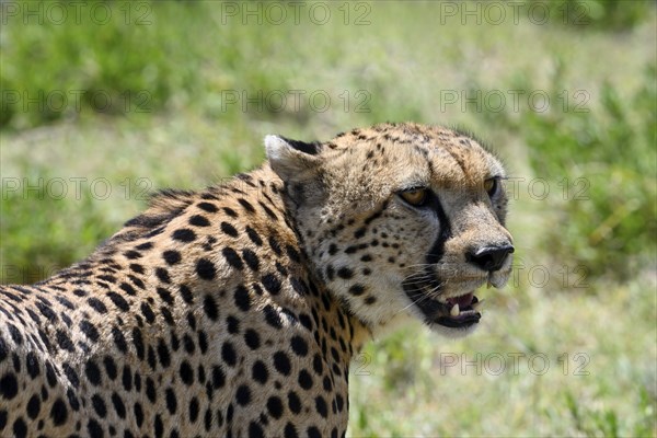 Cheetah (acinonyx jubatus), portrait of adult male, Serengeti National Park, Tanzania, Africa