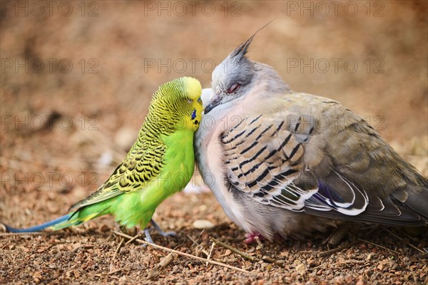 Animal Friendship of a Crested pigeon (Ocyphaps lophotes) cuddeling a Budgerigar (Melopsittacus