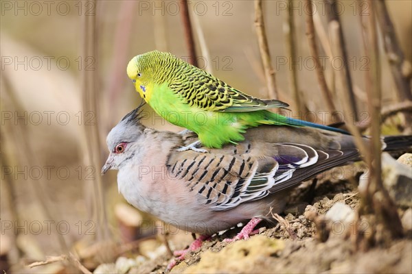 Animal Friendship of a Crested pigeon (Ocyphaps lophotes) cuddeling a Budgerigar (Melopsittacus