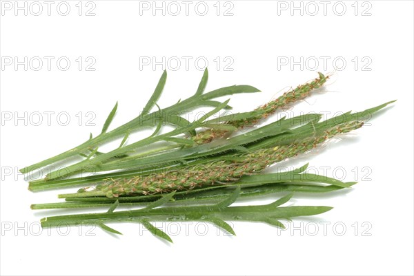 Vegetable, salad plant, crow's foot plantain, Plantago coronopus, also known as stag's horn