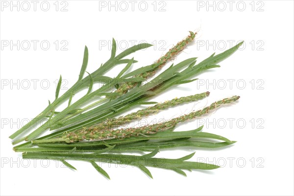 Vegetable, salad plant, crow's foot plantain, Plantago coronopus), also known as stag's horn