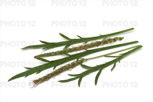 Vegetable, salad plant, crow's foot plantain, Plantago coronopus), also known as stag's horn