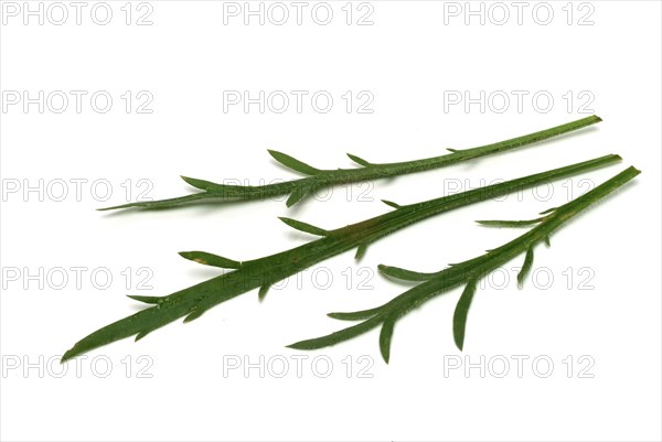Vegetable, salad plant, crow's foot plantain, Plantago coronopus), also known as stag's horn