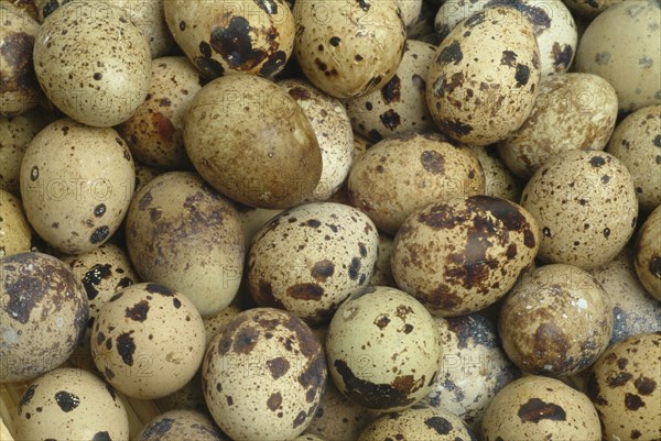 Food, quail eggs, cracked quail egg, Coturnix coturnix
