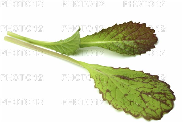 Salat, Gemüse, Rohkoste, Rote Senfsprossen, Brassica juncea / Senfgras, Blattsenf, Indischer Senf,