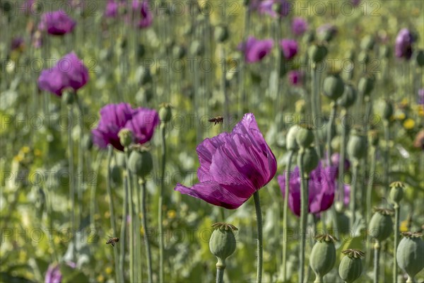 Field with purple opium poppy flowers (Papaver somniferum), Untersulmetingen, Laupheim, Upper