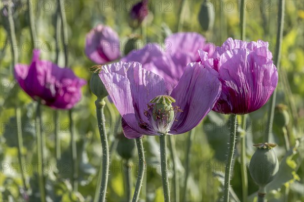Field with roza violet opium poppy (Papaver somniferum) and seed heads, Untersulmetingen, Laupheim,