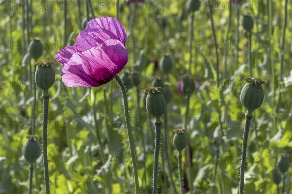 Field with purple opium poppy (Papaver somniferum) against the light with a handful of seed heads
