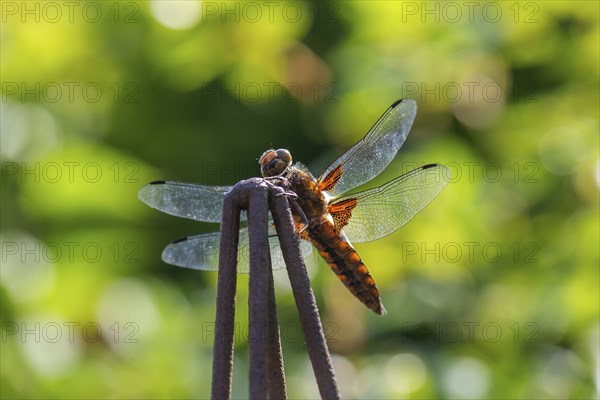 Yellow-winged darter (Sympetrum flaveolum), Bavaria, Germany, Europe