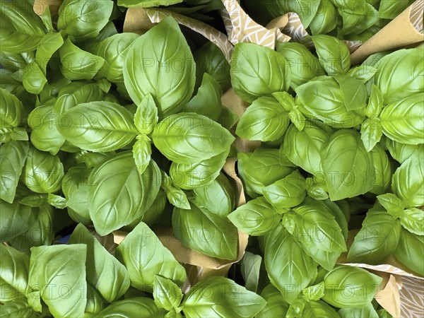 Baslikum (Ocimum basilicum) on display in grocery stores greengrocers retail wholesale,