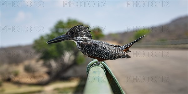 Giant Kingfisher (Megaceryle Maxima) sitting on a metal bar at Kruger National Park, South Africa,