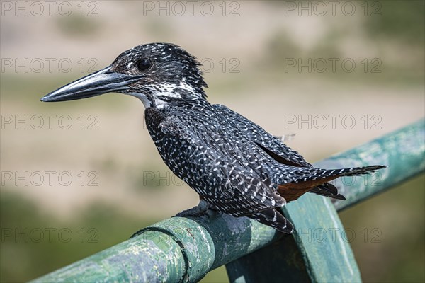 Giant Kingfisher (Megaceryle Maxima) sitting on a metal bar at Kruger National Park, South Africa,