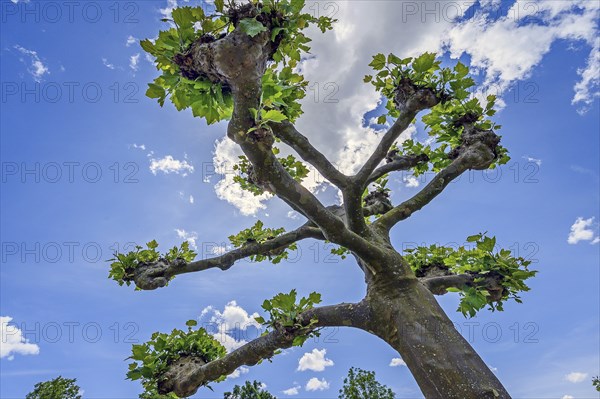Spring, treetop of a pruned plane tree (Platanus), Allgäu, Swabia, Bavaria, Germany, Europe