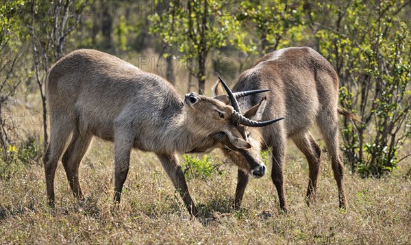 Two young Waterbucks (Kobus Ellipsiprymnus) fighting. Kruger National Park, South Africa, Africa