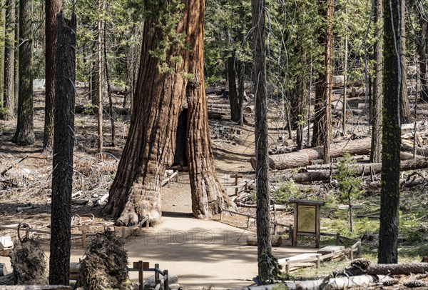 Tunnel Tree (Giant Sequoia) in Yosemite National Park, California, USA, North America