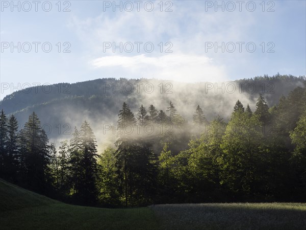 Morning atmosphere, early morning fog passes through a forest, near Gossl, Salzkammergut, Styria,