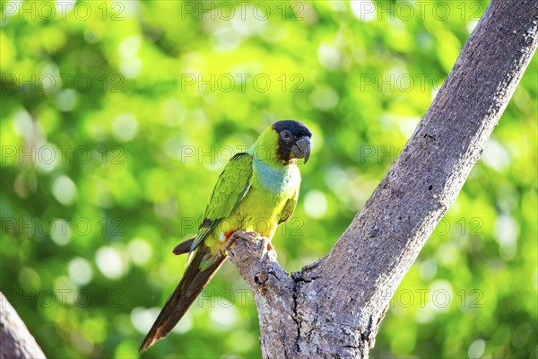 Nanday parakeet (Aratinga nanday) Pantanal Brazil