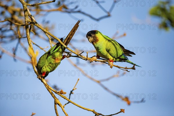 Nanday parakeet (Aratinga nanday) Pantanal Brazil
