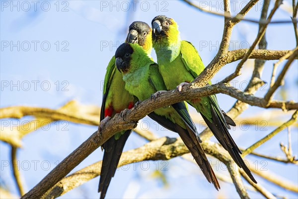 Nanday parakeet (Aratinga nanday) Pantanal Brazil