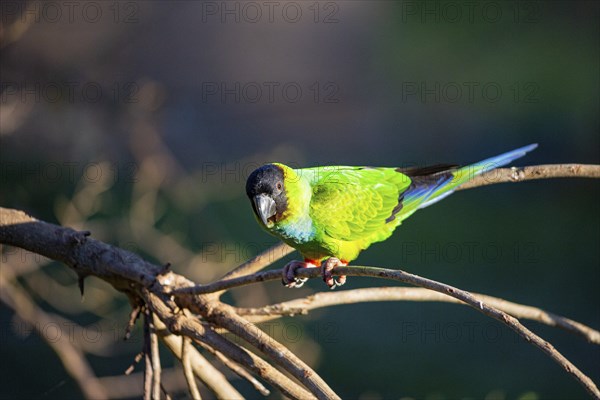 Nanday parakeet (Aratinga nanday) Pantanal Brazil