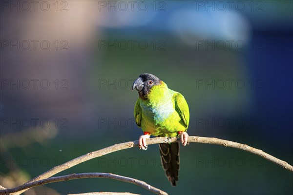 Nanday parakeet (Aratinga nanday) Pantanal Brazil