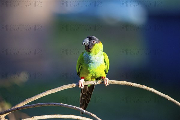 Nanday parakeet (Aratinga nanday) Pantanal Brazil
