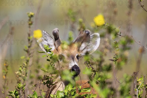 Marsh deer (Blastocerus dichotomous) Pantanal Brazil