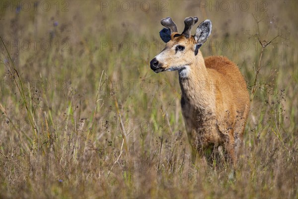 Marsh deer (Blastocerus dichotomous) Pantanal Brazil