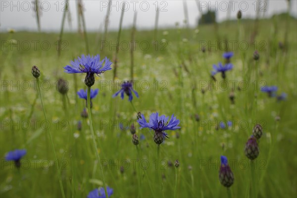 Flowering strip with cornflower, flowering area, field, agriculture, agribusiness, Schwäbisch Hall,
